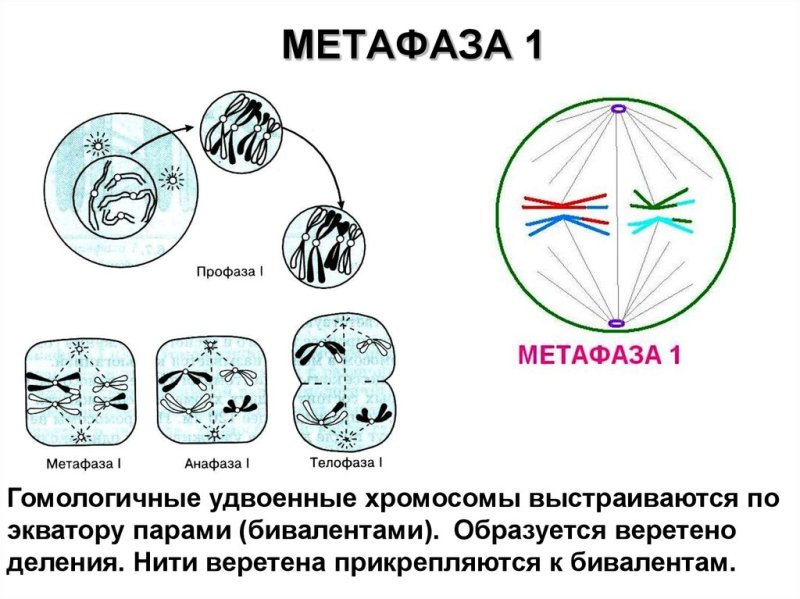 Анафаза мейоза 2