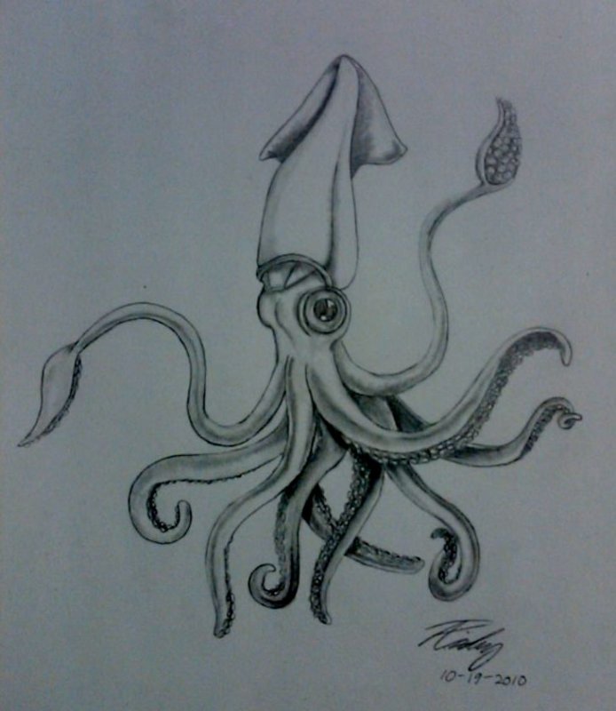 кальмар для срисовки