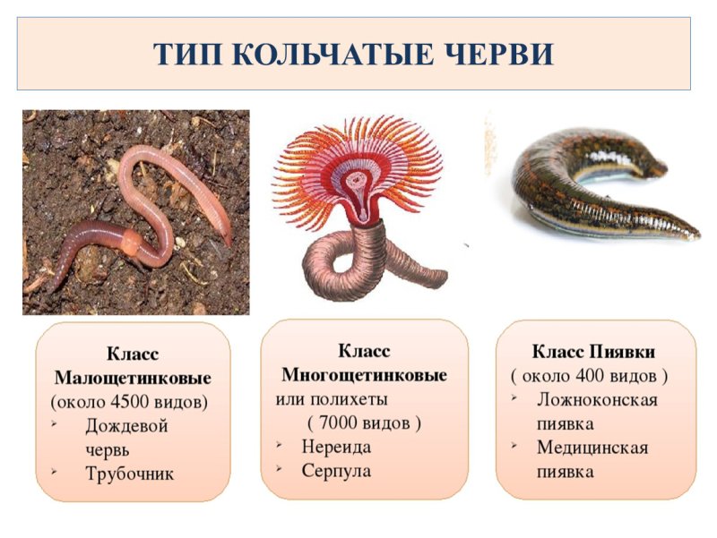Классы кольчатые черви 7 класс