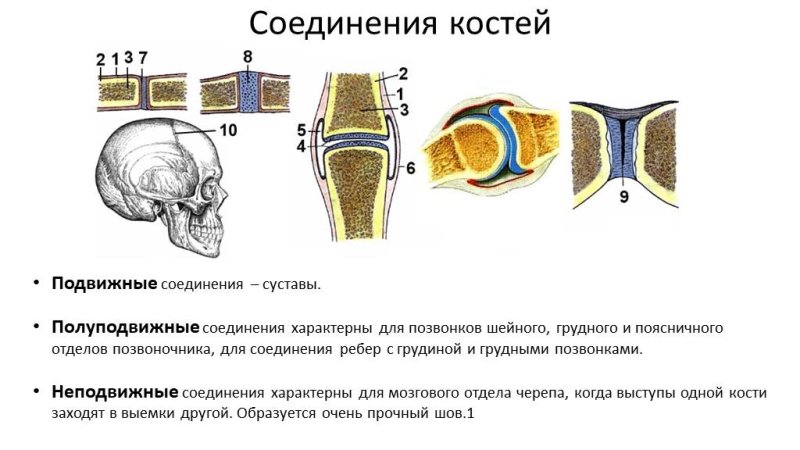 Полуподвижные соединения костей строение