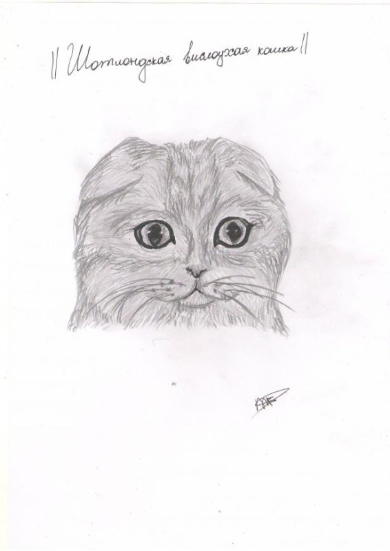 Шотландская вислоухая кошка рисунок карандашом