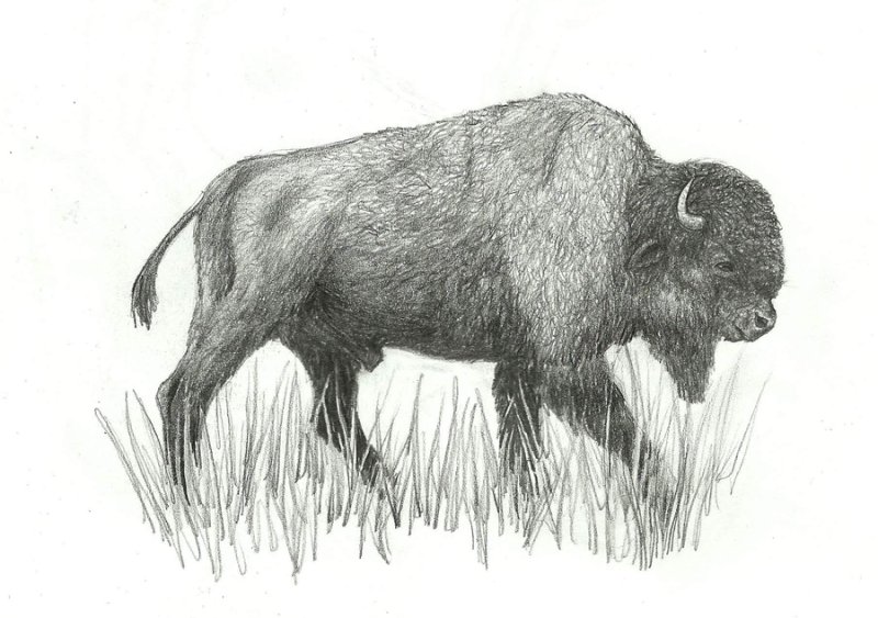 зубр рисунок