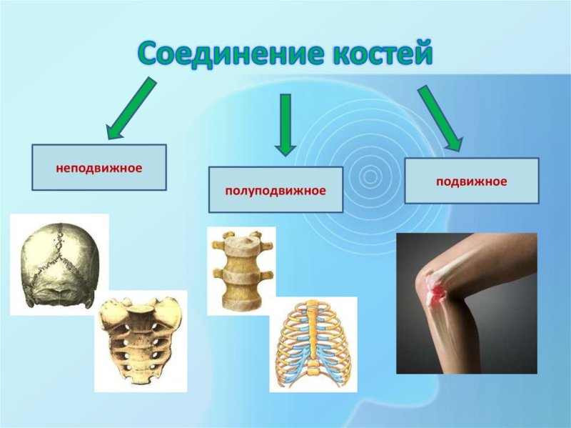 Подвижное полуподвижное и неподвижное соединение костей