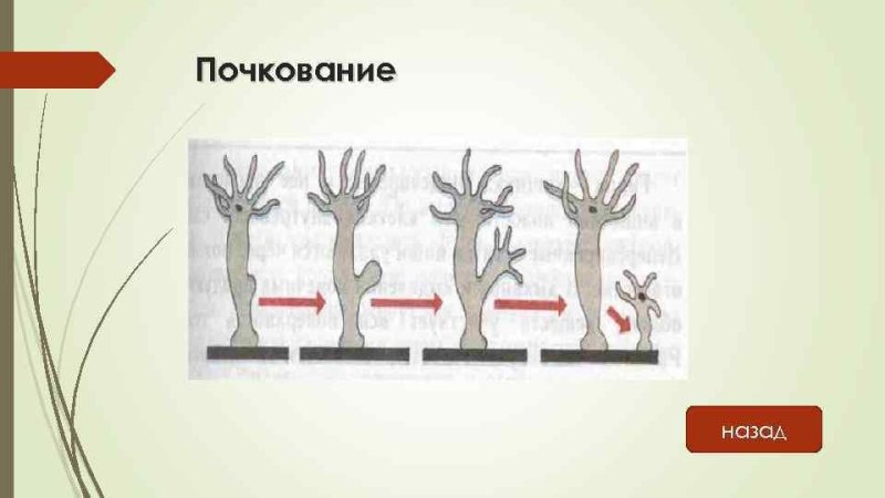 Почкование у животных