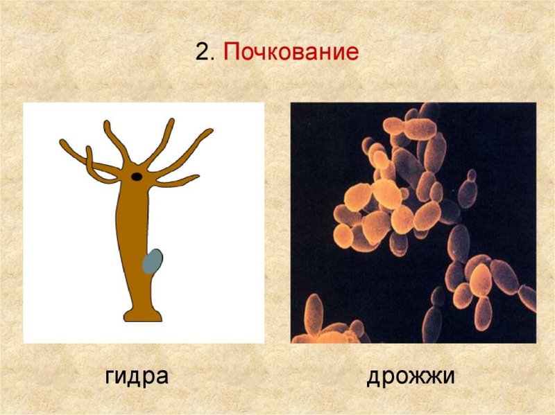 Размножение гидры почкование