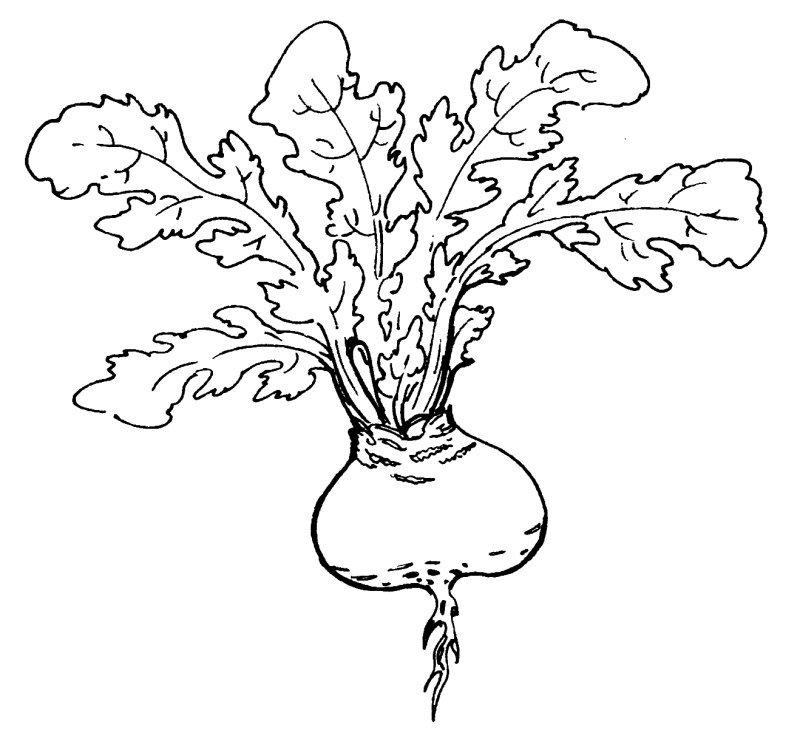 Репа раскраска для детей