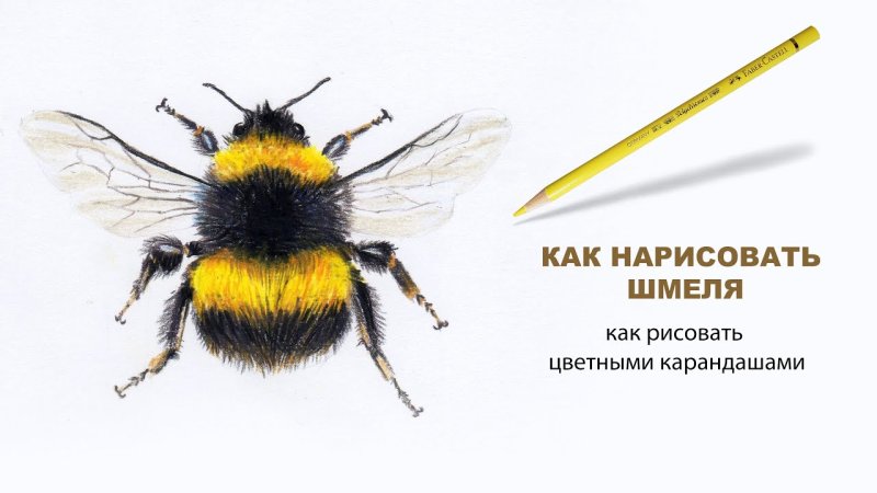 Как нарисовать шмеля