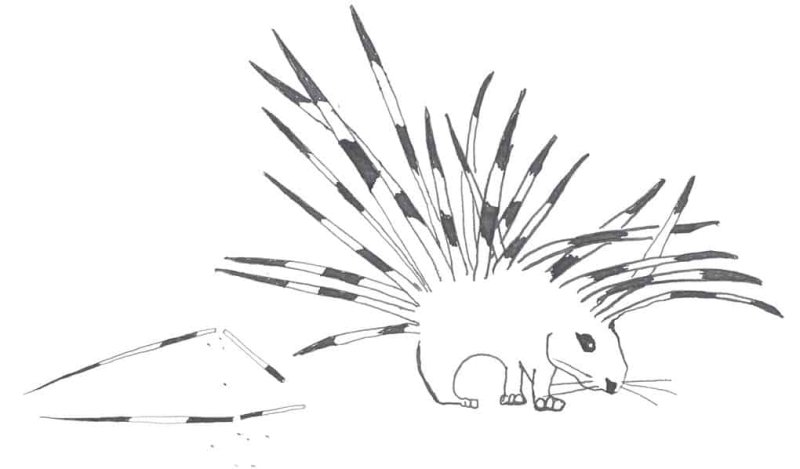 Дикобраз рисование для детей