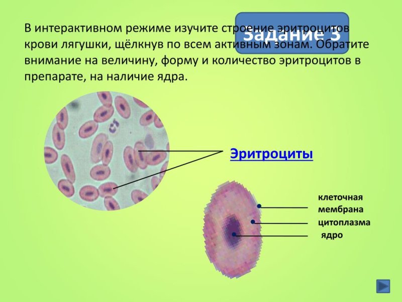 Строение клетки крови лягушки под микроскопом