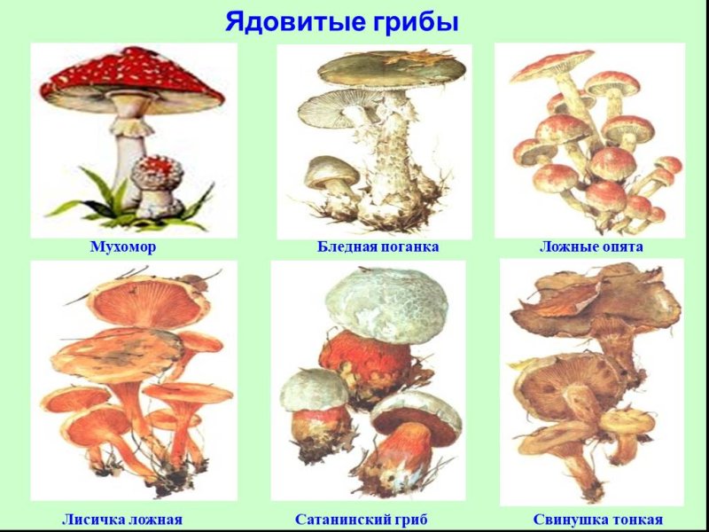 Съедобные грибы и несъедобные грибы рисунки