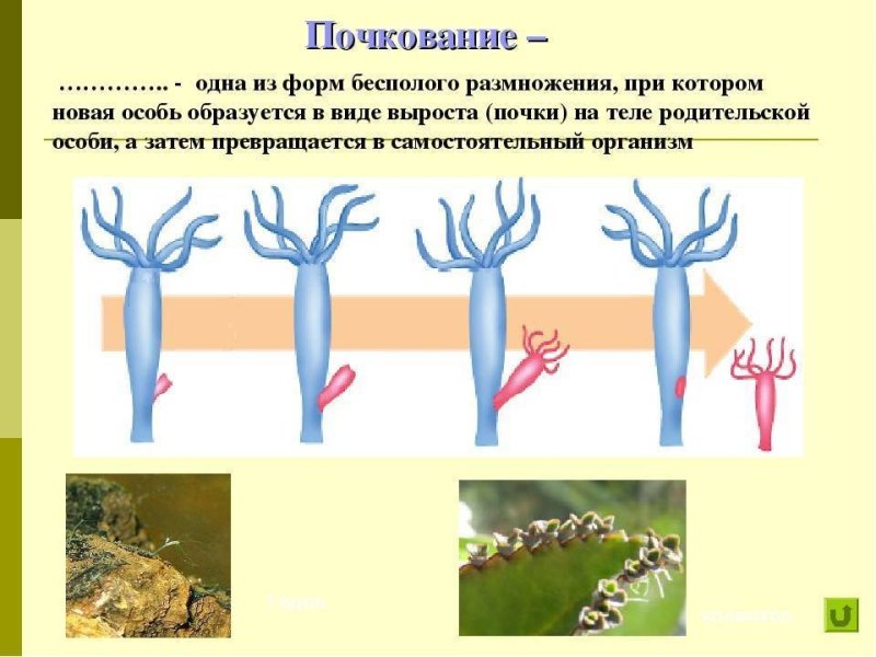 Форма размножения почкование