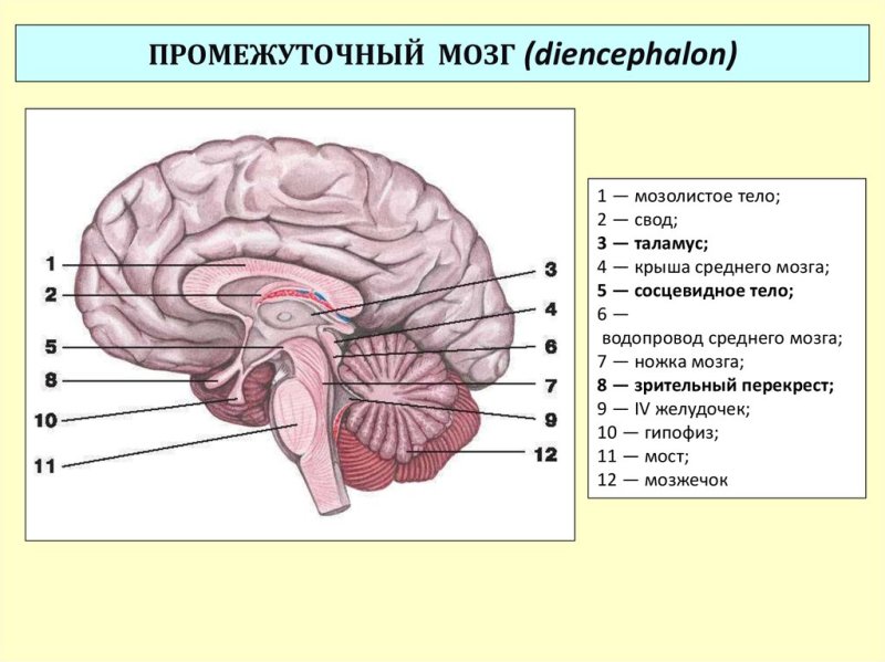 анатомия мозолистого тела головного мозга