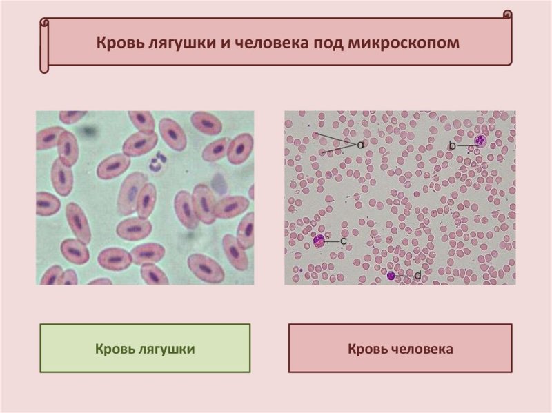 Строение эритроцитов лягушки рисунок