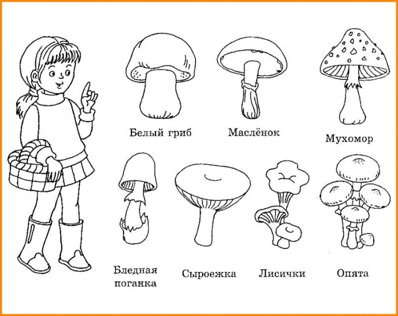 Съедобные грибы и несъедобные грибы раскраска