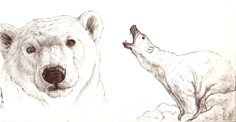 Медведь рисунок карандашом