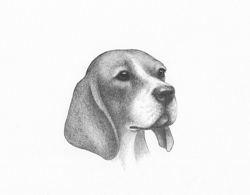 Бигль рисунок
