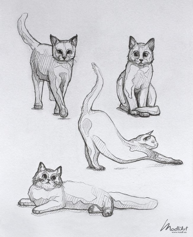 Зарисовка кота