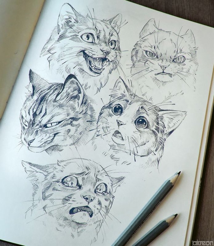 Коты скетчи
