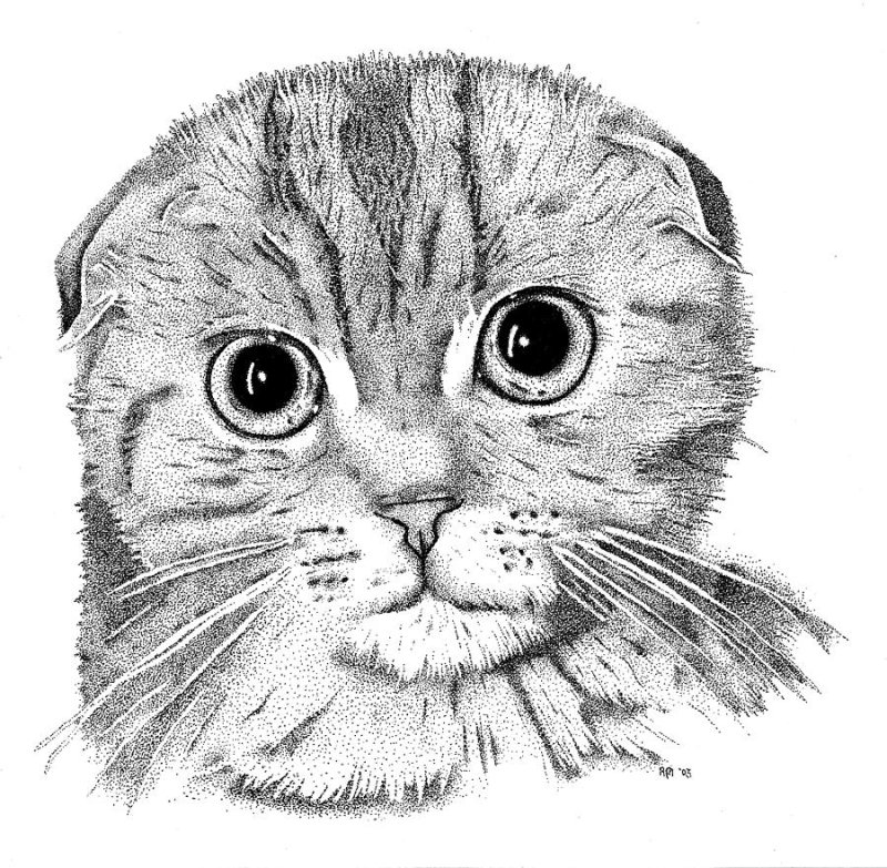 Раскраска Шотландская Шотландская вислоухая кошка
