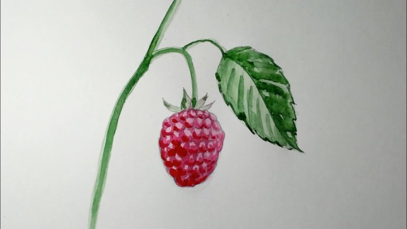 Ягоды рисунок