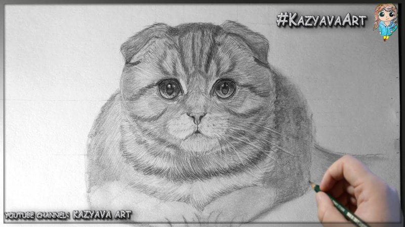 Портрет кошки карандашом