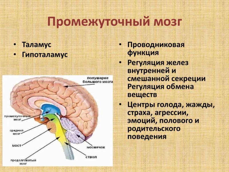 промежуточный мозг отделы промежуточного мозга строение