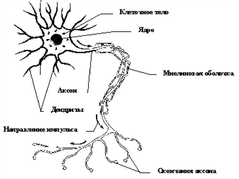 Строение нейрона рисунок