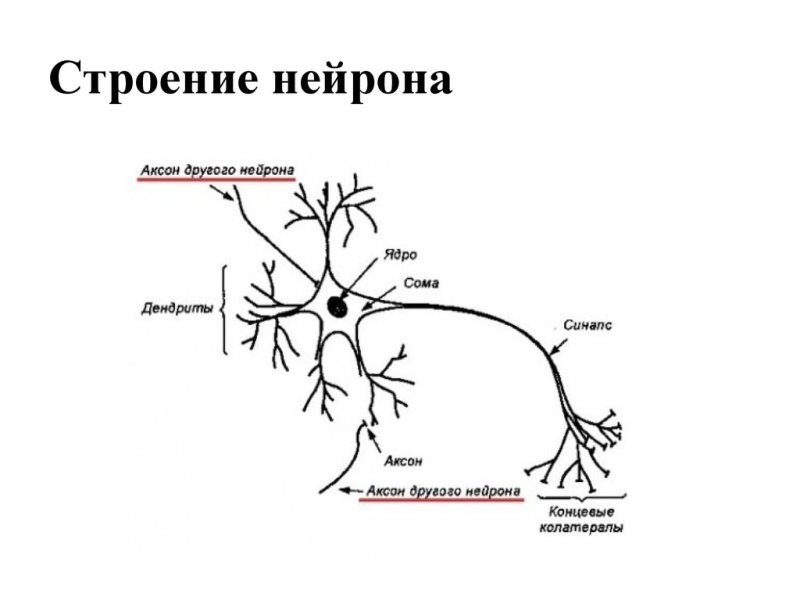 Строение нейрона схема анатомия