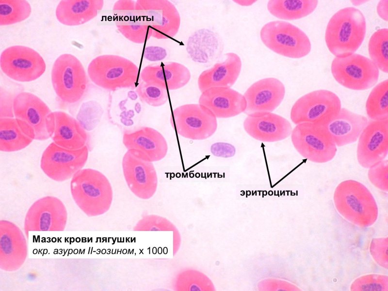 Мазок крови лягушки гистология