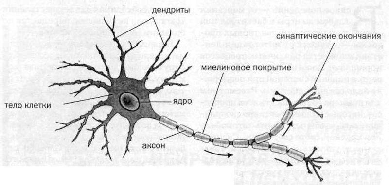 Строение нейрона схема нервная ткань