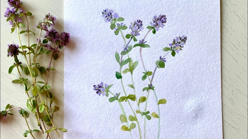 Чабрец рисунок акварель