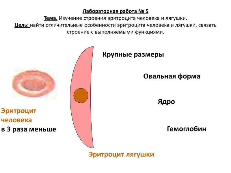 Строение эритроцитов лягушки рисунок