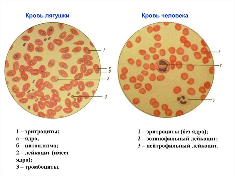 Мазок крови лягушки строение
