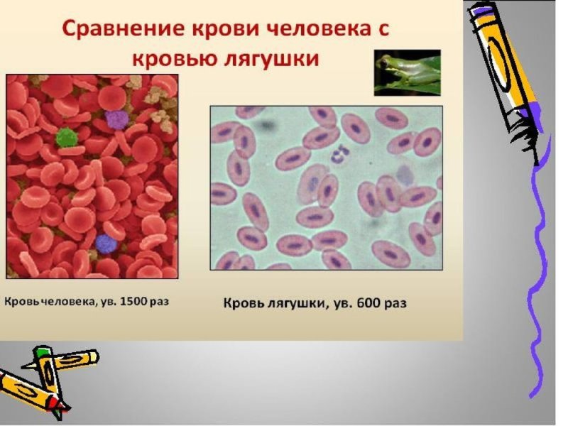 Эритроциты лягушки