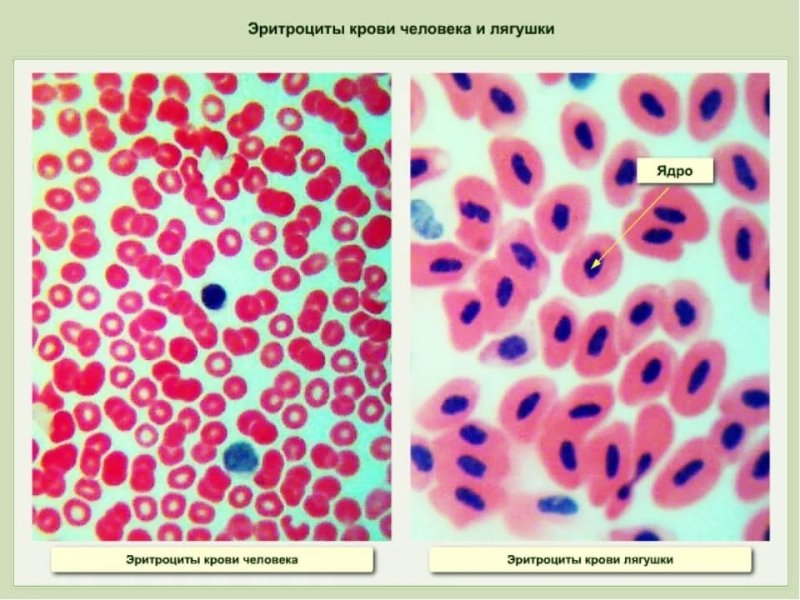 Микроскопическое строение эритроцитов лягушки