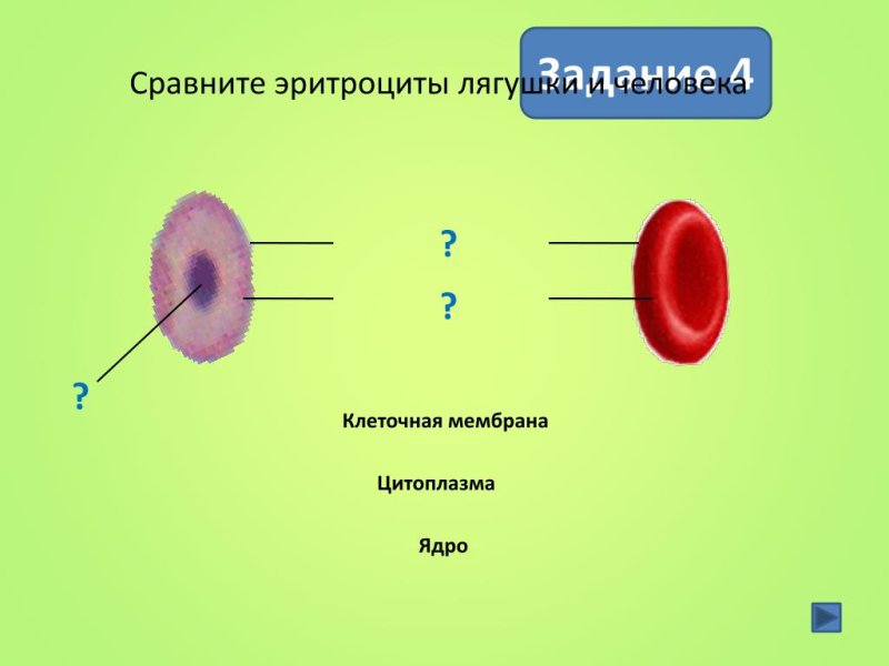 Строение эритроцитов лягушки рисунок