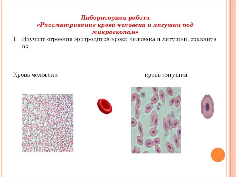 Мазок крови лягушки