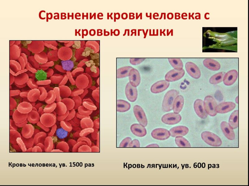 Мазок крови лягушки строение