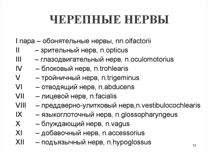 12 Пар черепных нервов анатомия
