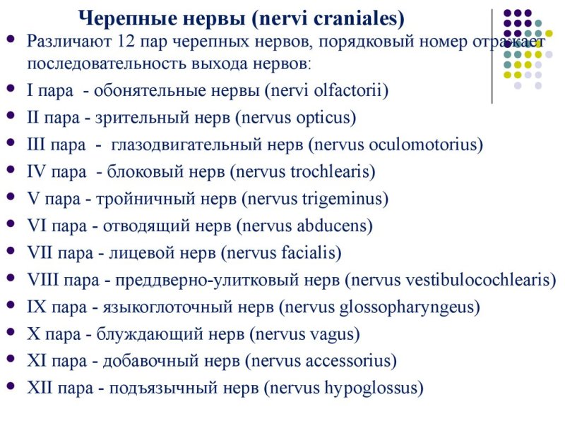 Таблица Черепные нервы 12 пар