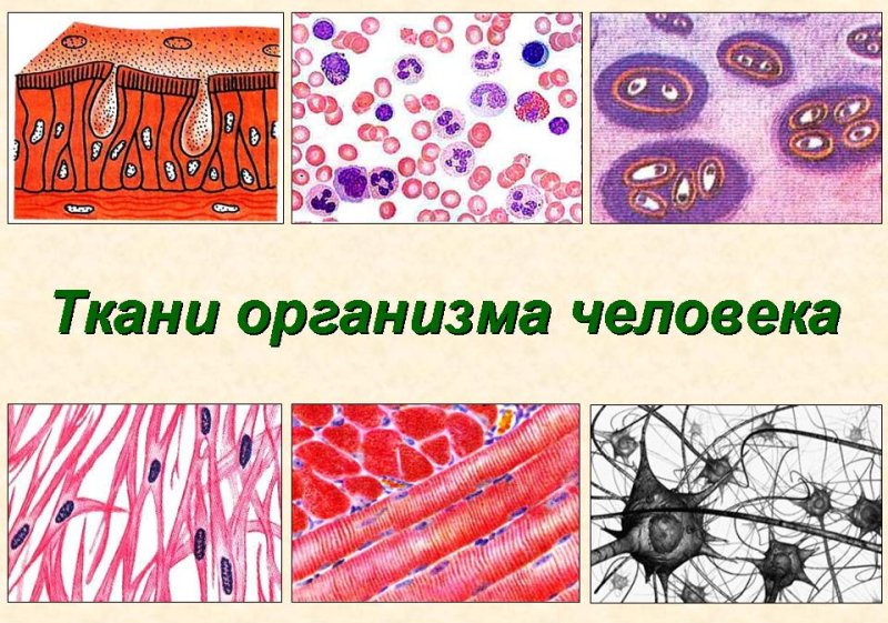 Ткани человека 8 класс биология