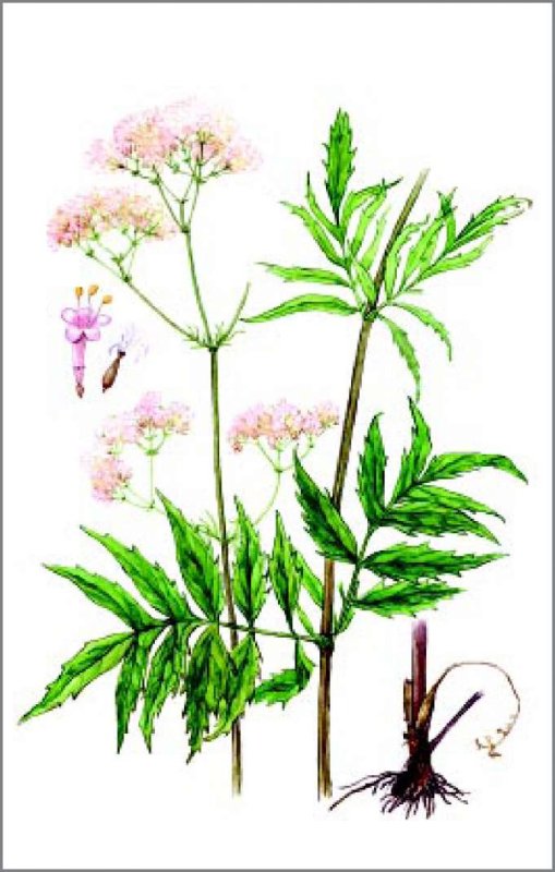 Валериановые – Valerianaceae
