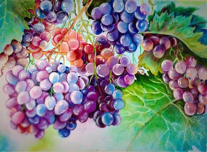 Виноград живопись акварелью