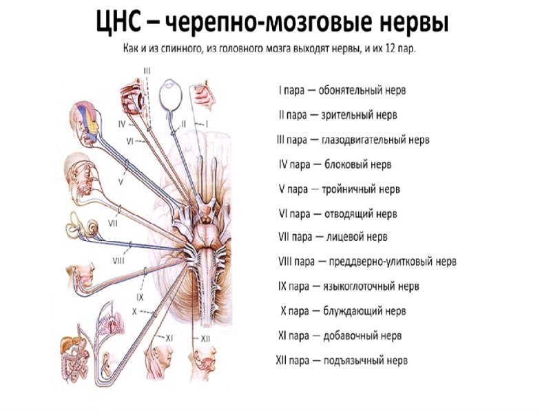 Таблица функции 12 пар черепно-мозговых нервов ЧМН