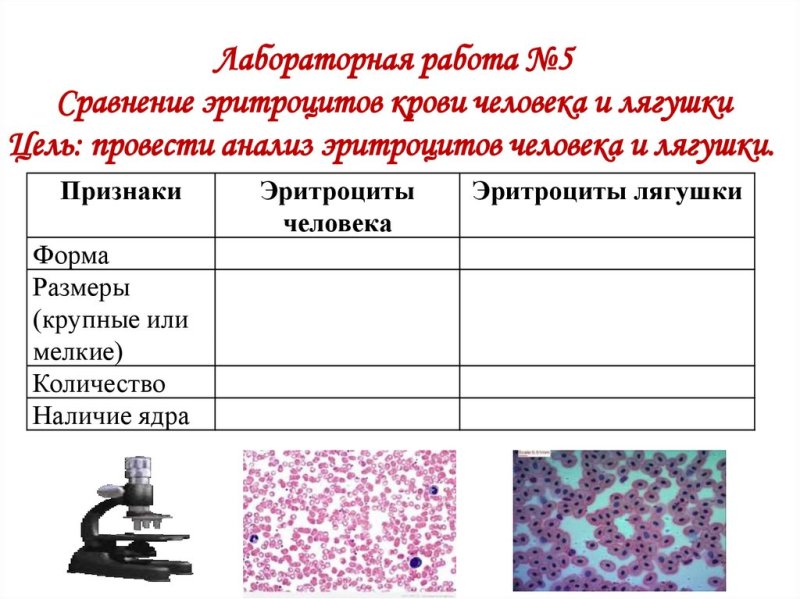 Сравнительная характеристика эритроцитов лягушки и человека