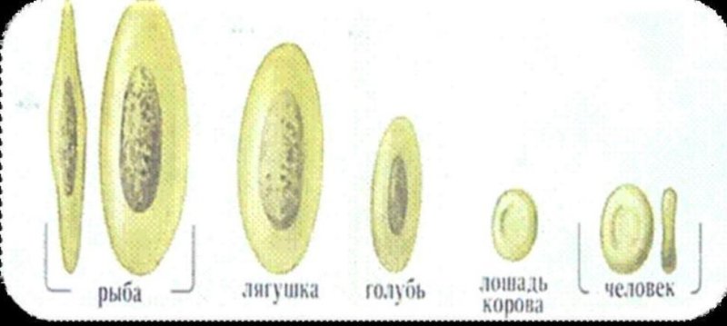 Эритроциты человека и лягушки
