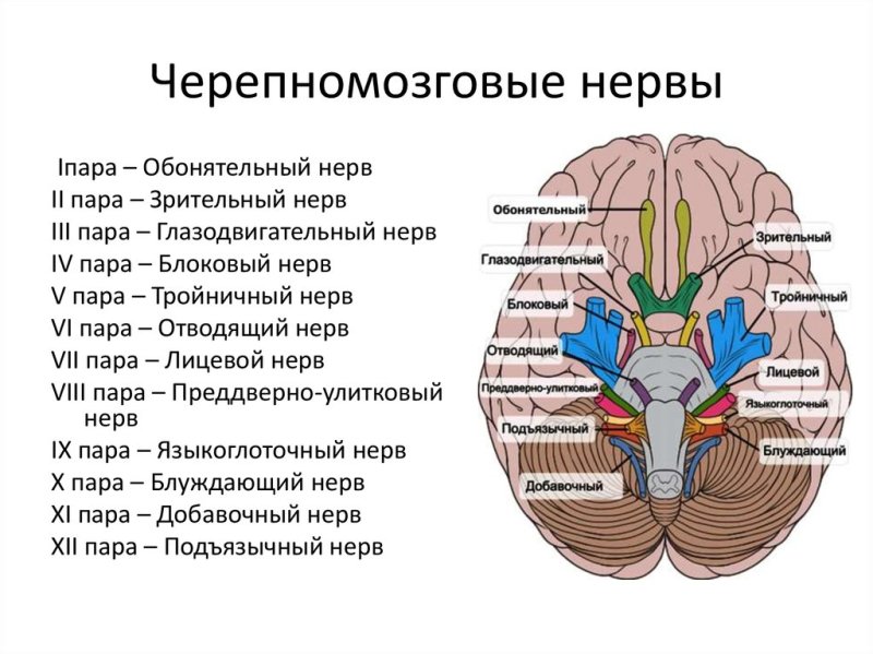 Ядра 12 пар черепных нервов анатомия