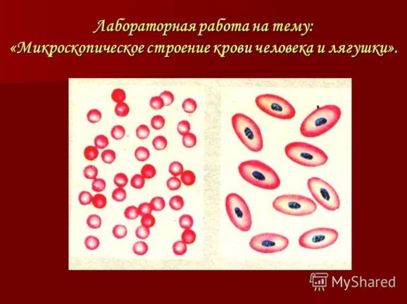 Эритроциты крови человека и лягушки