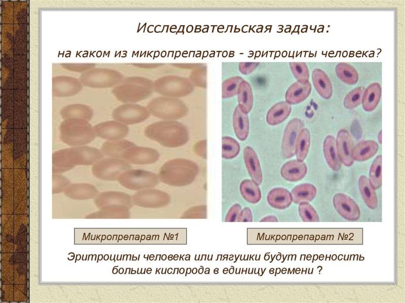 Микропрепарат крови лягушки