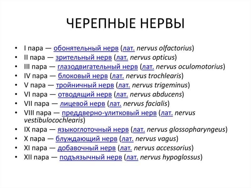 12 Пар черепно мозговых нервов